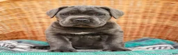 Cane Corso dogs for sale: Alaska (Champion Bloodline) - Ad 1