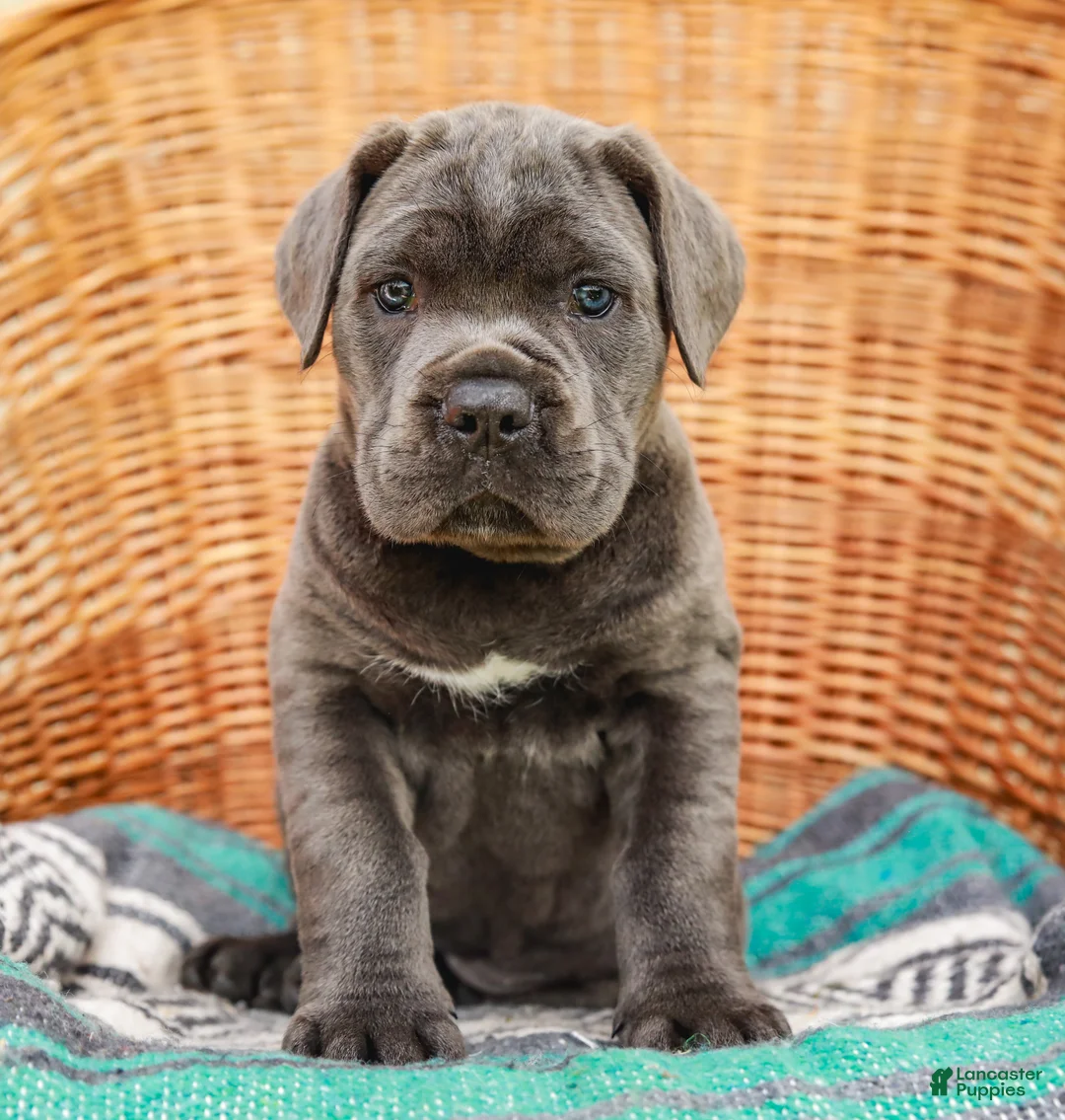 Cane Corso dogs for sale: Alaska (Champion Bloodline) - Ad 1