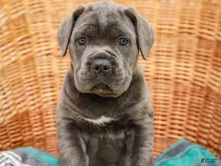 Cane Corso dogs for sale: Alaska (Champion Bloodline) - Ad 2
