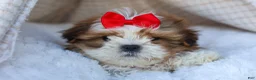 Shih Tzu dogs for sale: SAMMY - Ad 13