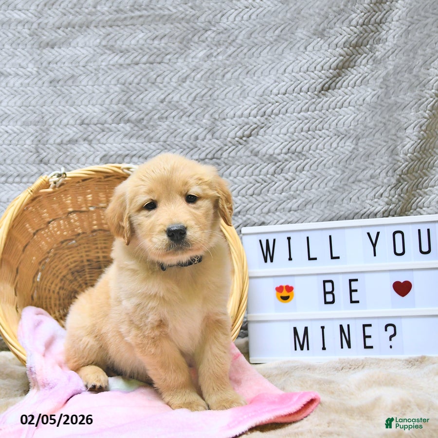 Golden Retriever dogs Lacey - Ad 2