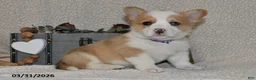Welsh Corgi Pembroke dogs for sale: Dove - Ad 4