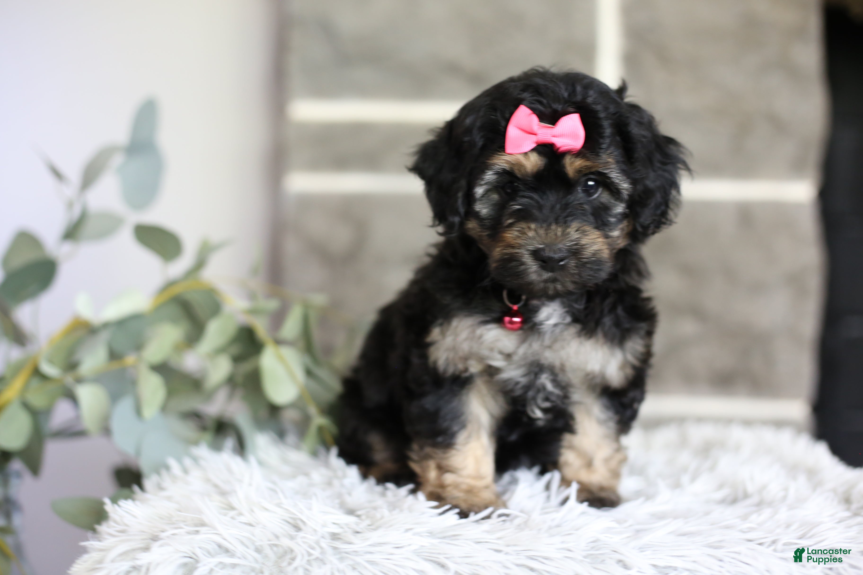 Maltipoo dogs Cove - Ad 1