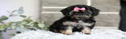 Maltipoo dogs for sale: Cove - Ad 1
