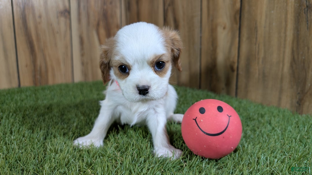 Cavalier King Charles Spaniel dogs for sale: Sally Girl 3 - Ad 2