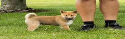 Shiba Inu dogs for sale: Jethro  - Ad 2