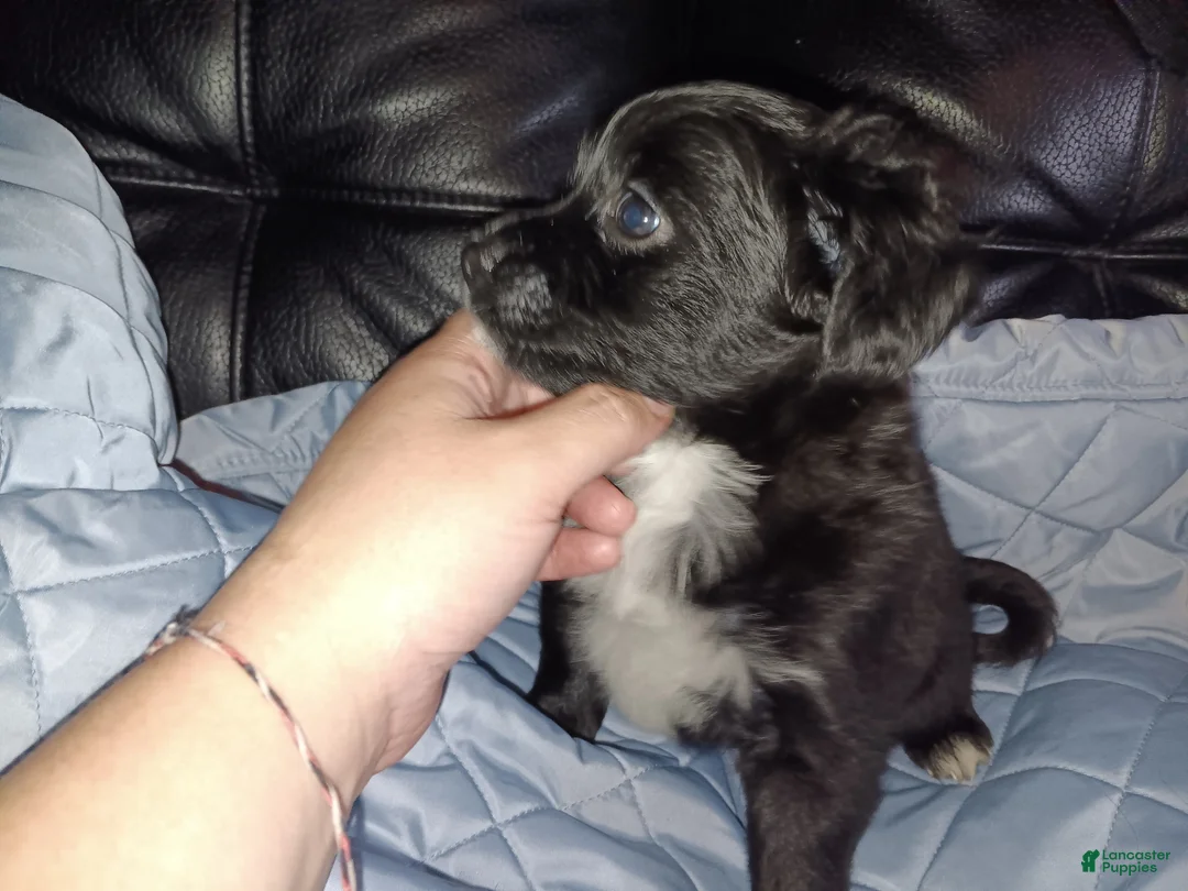 Soft Coated Wheaten Terrier dogs for sale: Soft Coated Wheaten Terrier 3 - Ad 2