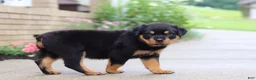 Rottweiler dogs for sale: Dollie - Ad 4