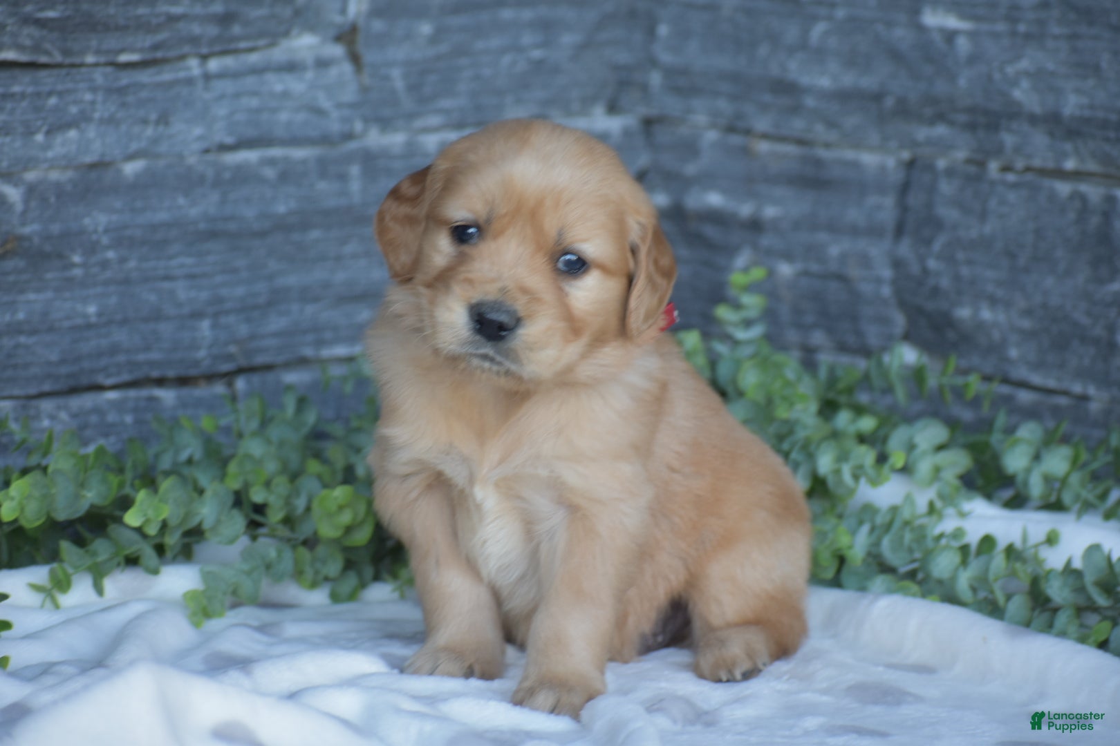 Golden Retriever dogs Brady - Ad 1