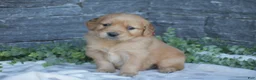 Golden Retriever dogs for sale: Brady - Ad 1