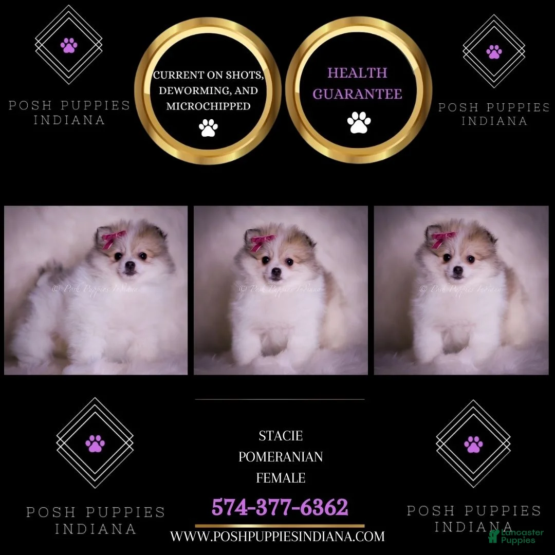 Pomeranian dogs for sale: Stacie - Ad 8