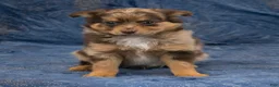 Chihuahua dogs for sale: Hudson - Ad 3