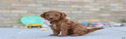 Mini Goldendoodle dogs for sale: Elin - Ad 4
