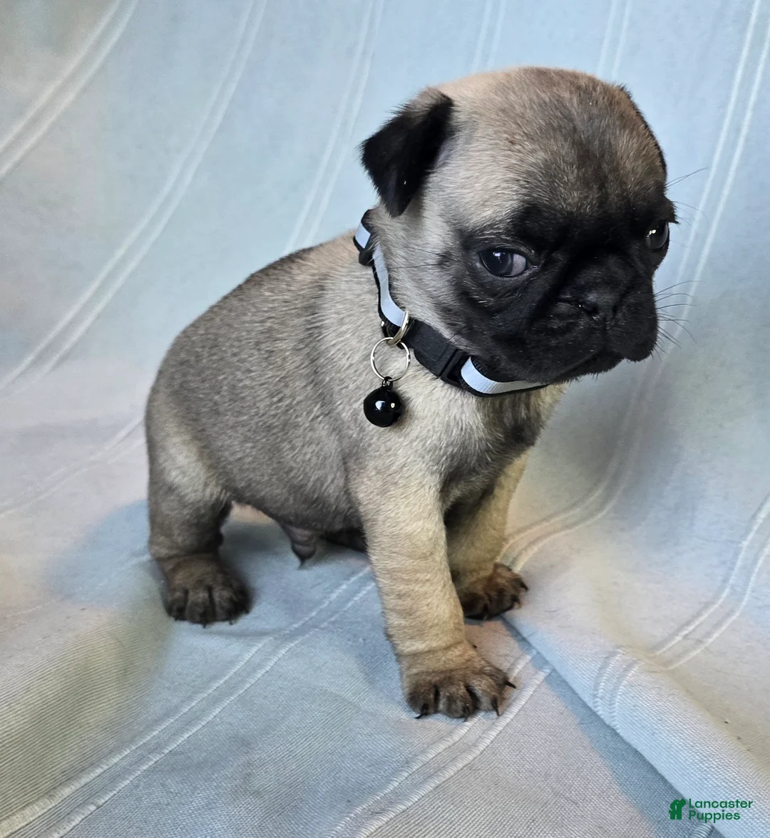 Pug dogs for sale: Levon - Ad 4