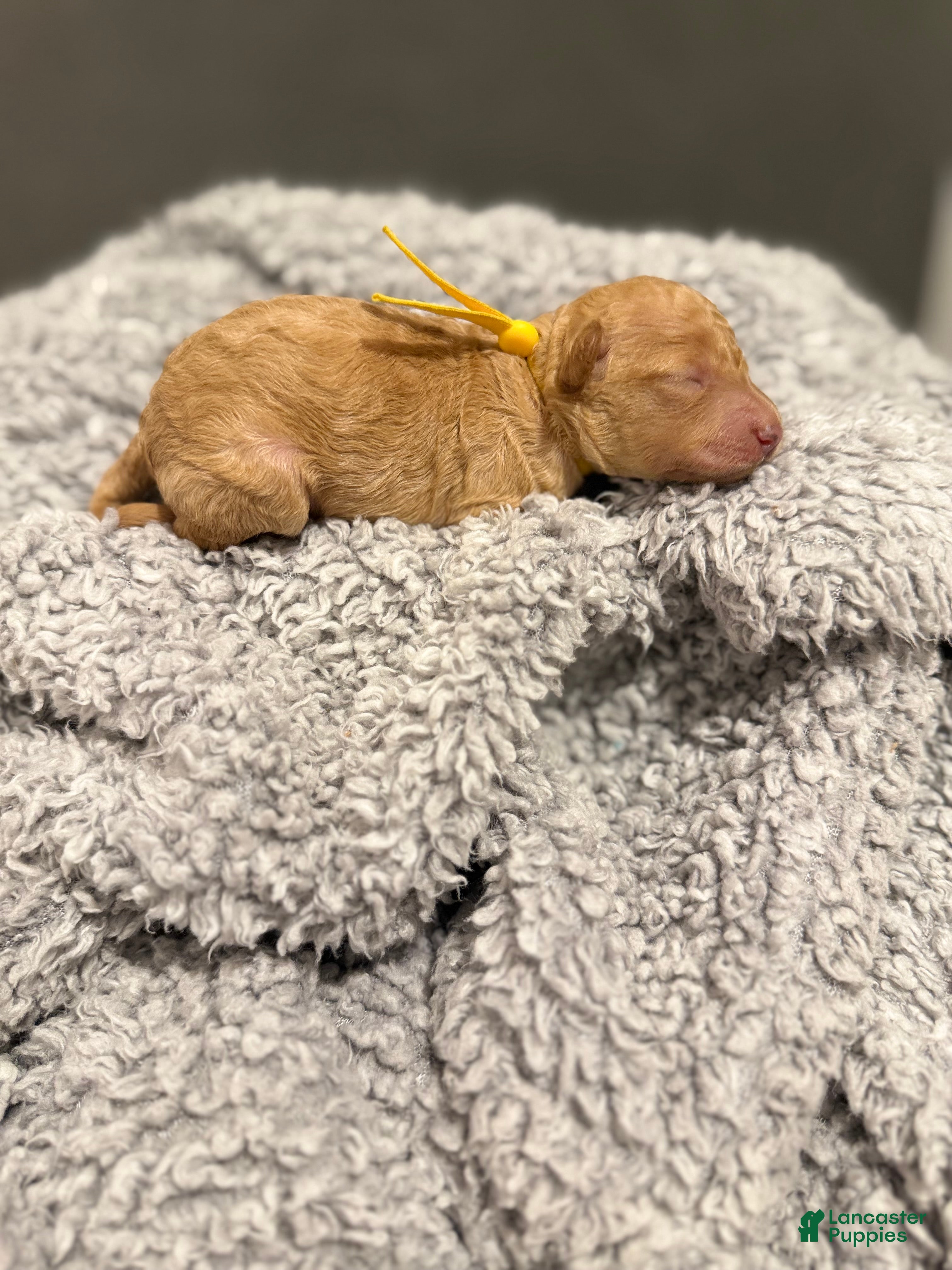 Miniature Poodle dogs Theo - Ad 35