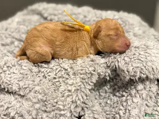Miniature Poodle dogs Theo - Ad 35
