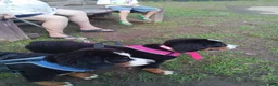 Bernese Mountain Dog dogs for sale: Bernese Mountain Dog 2 - Ad 42