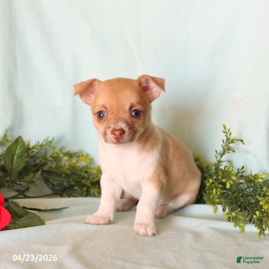 Chihuahua dogs Helen - Ad 2