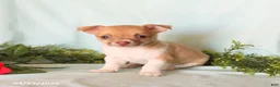 Chihuahua dogs for sale: Helen - Ad 2
