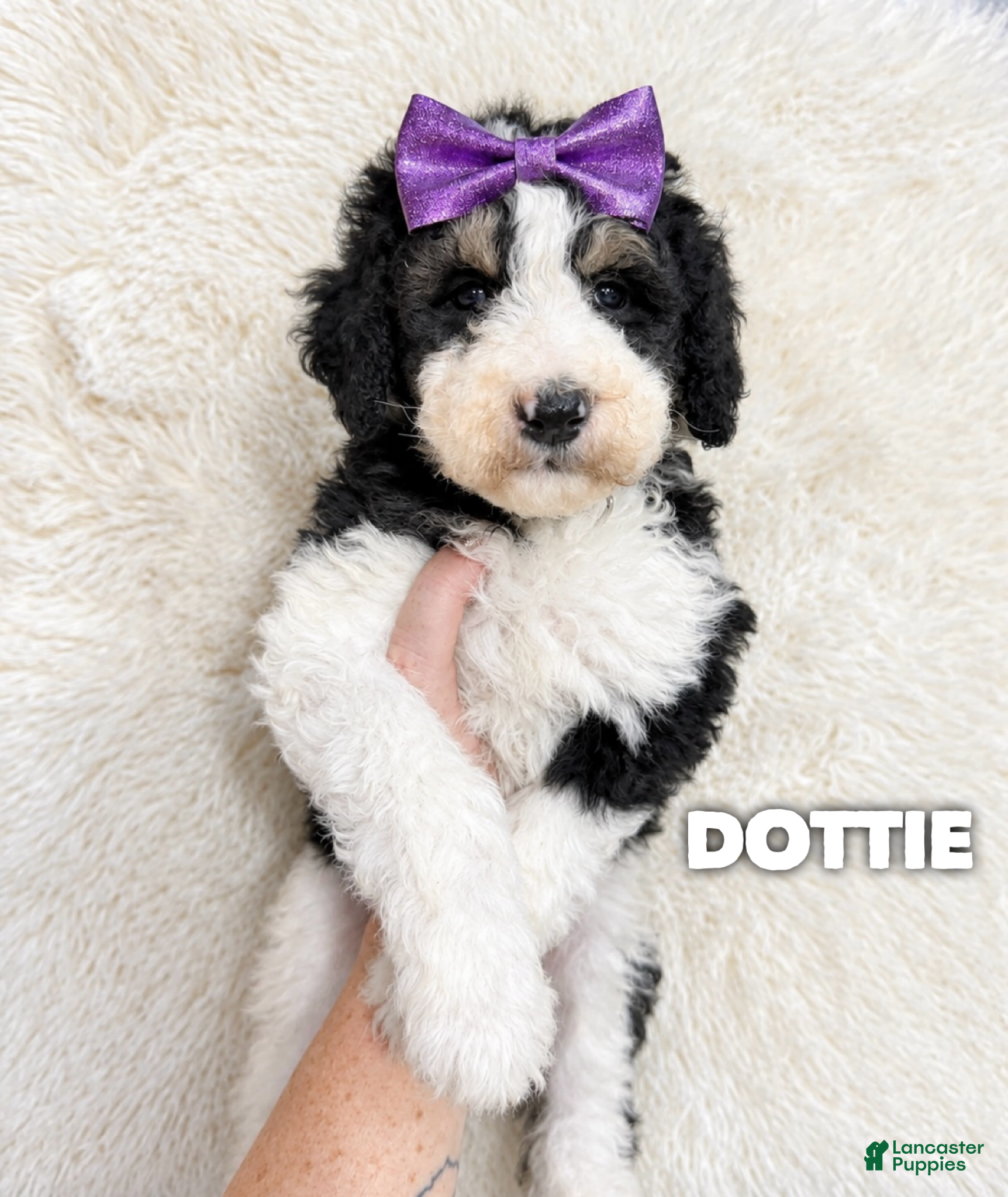 Aussiedoodle dogs for sale: Dottie - standard f1b - Ad 32