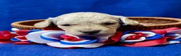 Cockapoo dogs for sale: Lily - Ad 7