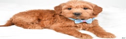 Mini Goldendoodle dogs for sale: Brent - Ad 3
