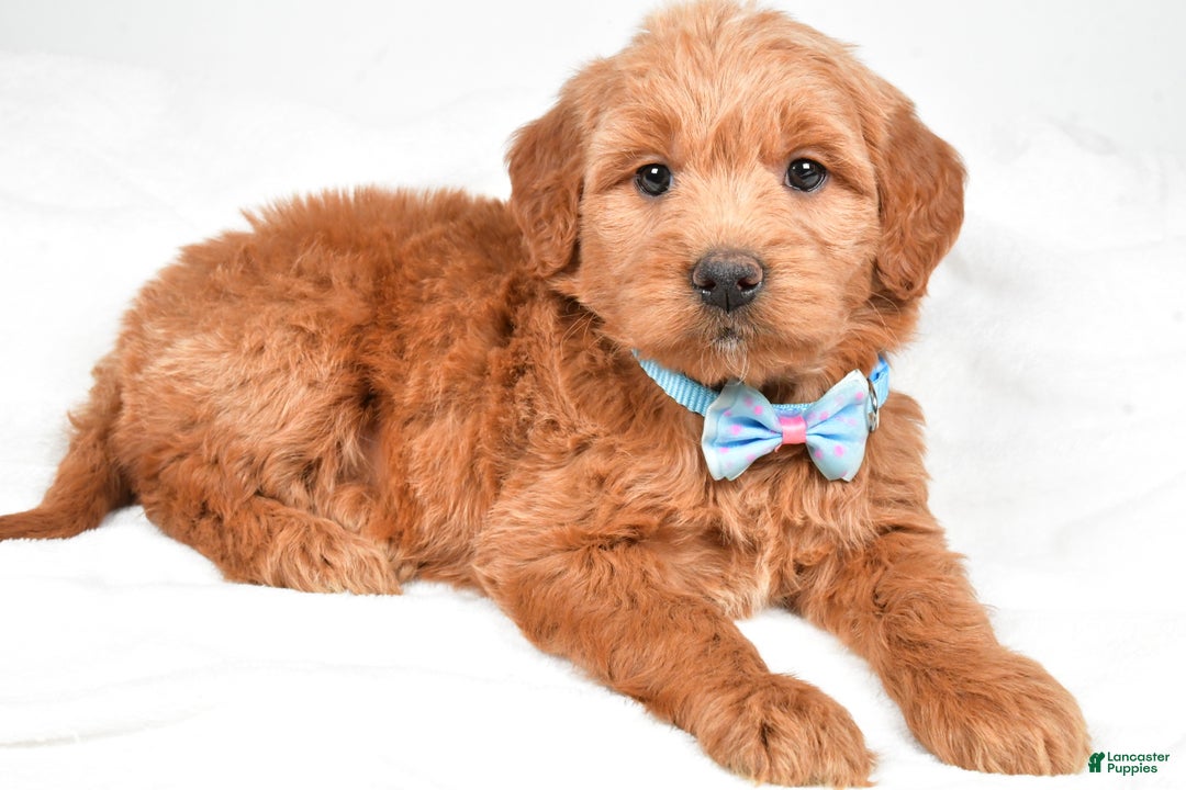 Mini Goldendoodle dogs for sale: Brent - Ad 3