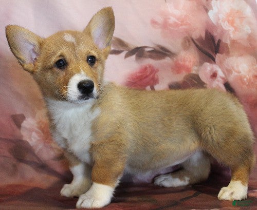Welsh Corgi Pembroke dogs EL - Ad 2