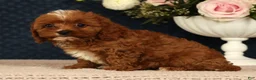 Cavapoo dogs for sale: Lana - Ad 4