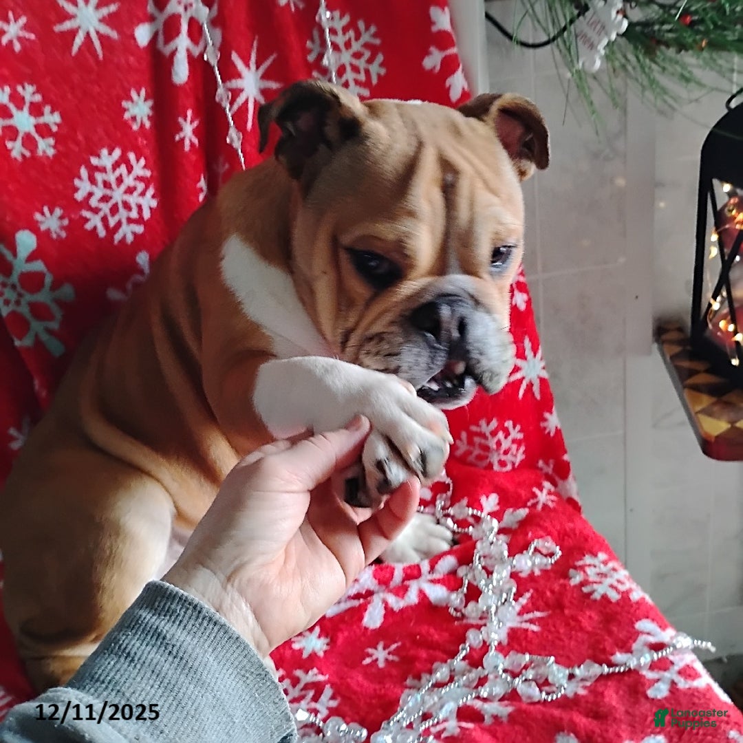 English Bulldog dogs for sale: Reagan - Ad 3