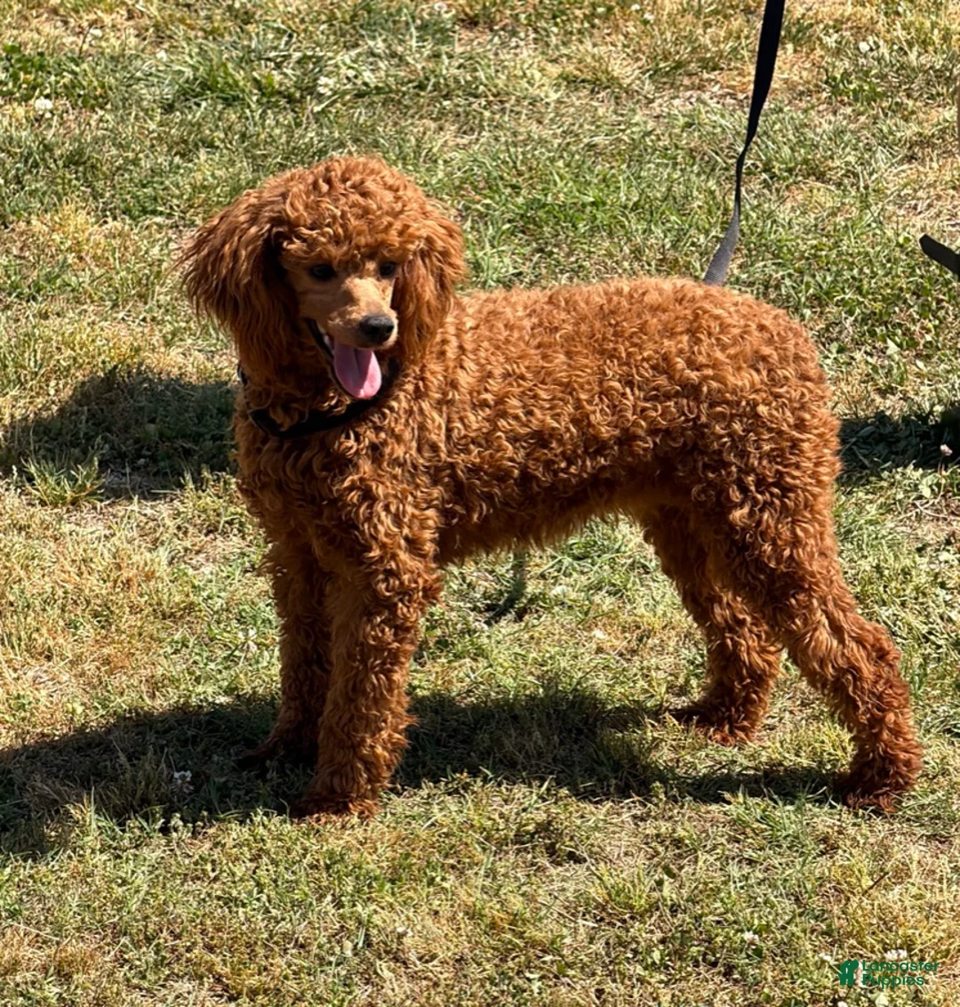 Miniature Poodle dogs for sale: Sadie - Ad 2