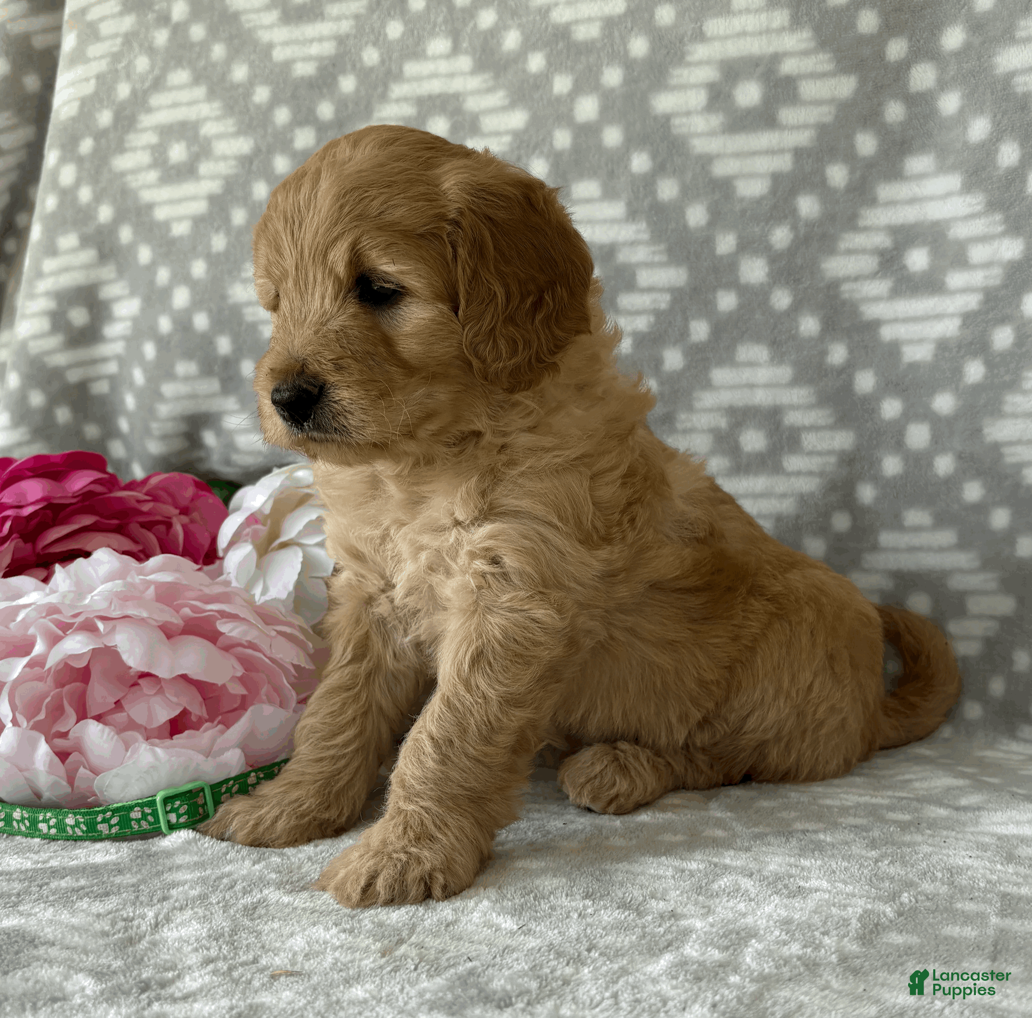 Goldendoodle dogs Daisy - Ad 2