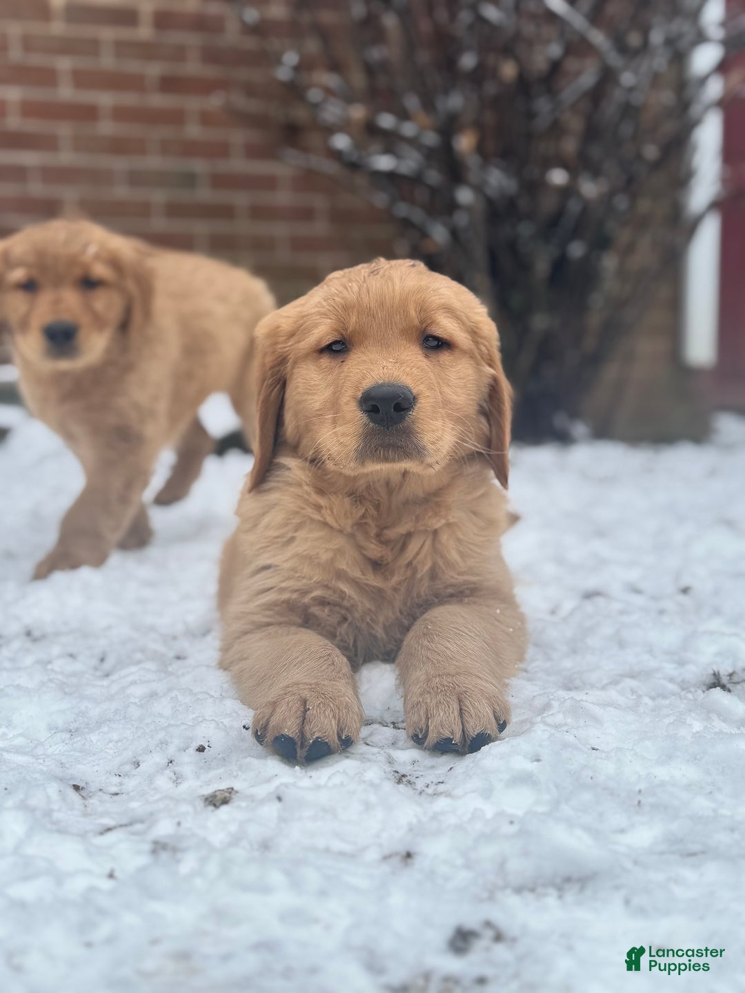 Golden Retriever dogs for sale: Marley - Ad 7