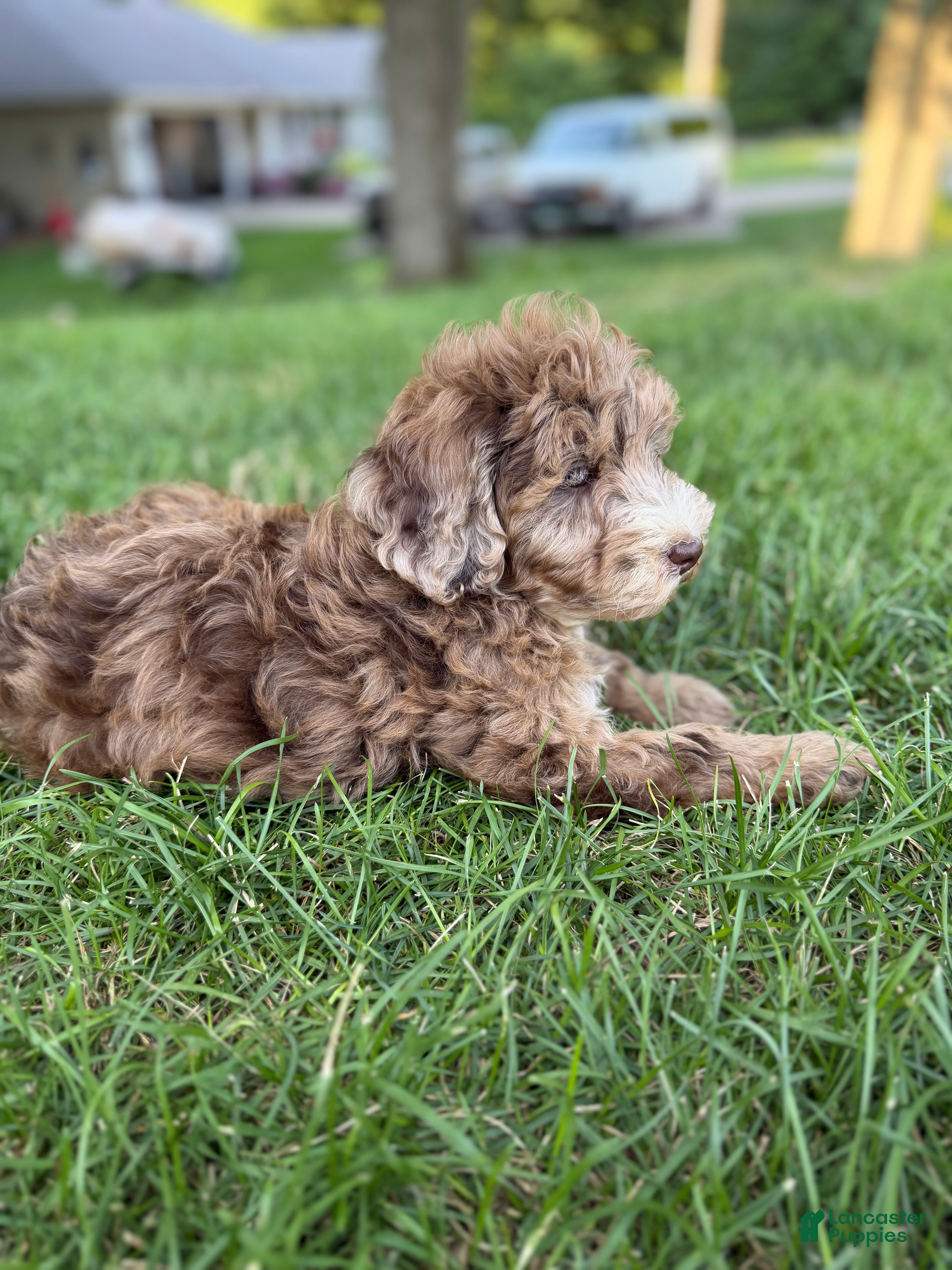 Mini Goldendoodle dogs Mini Goldendoodle 6 - Ad 1