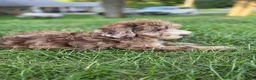 Mini Goldendoodle dogs for sale: Mini Goldendoodle 6 - Ad 1