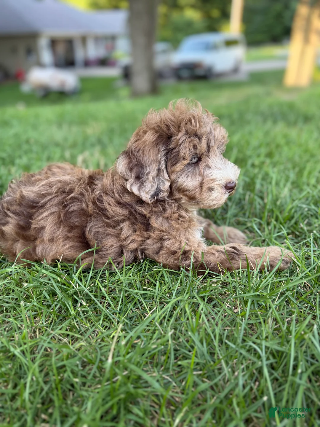 Mini Goldendoodle dogs for sale: Mini Goldendoodle 6 - Ad 1