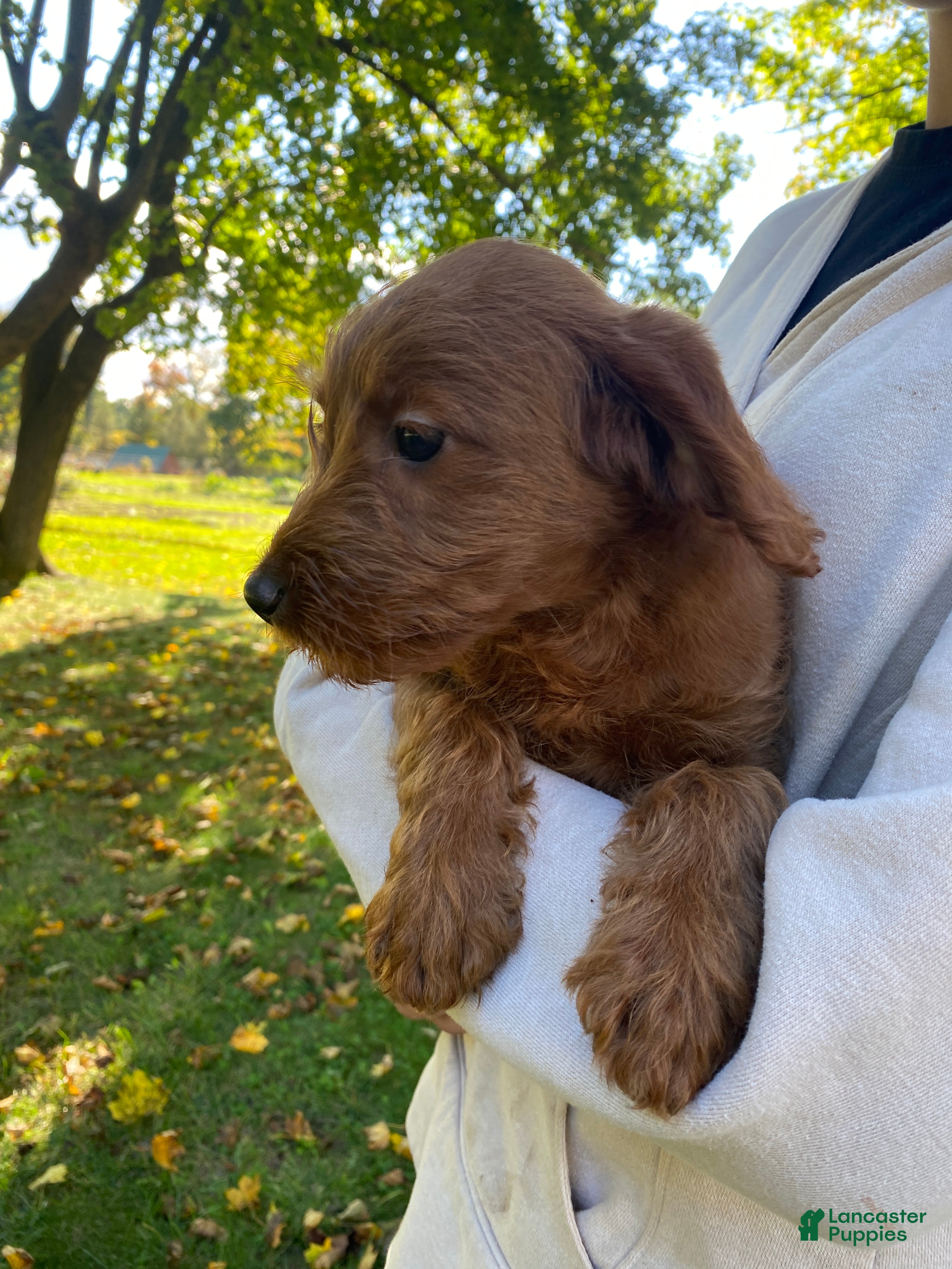 Miniature Labradoodle dogs for sale: Georgia-mini red F1b - Ad 1