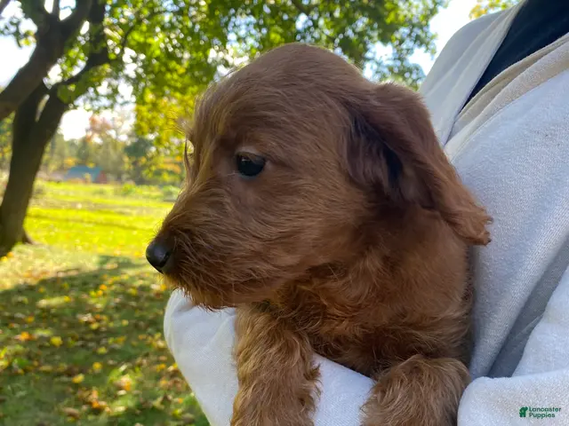 Miniature Labradoodle dogs for sale: Georgia-mini red F1b - Ad 1