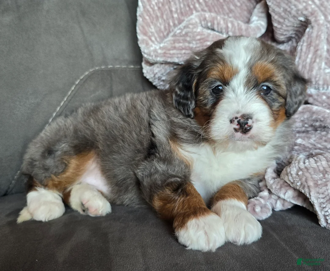 Mini Bernedoodle dogs for sale: Mini Sophie - Ad 6