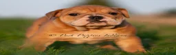 English Bulldog dogs for sale: Porkchop AKC - Ad 5