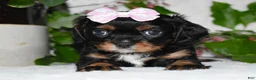 Cavalier King Charles Spaniel dogs for sale: Cavalier King Charles Spaniel 5 - Ad 5