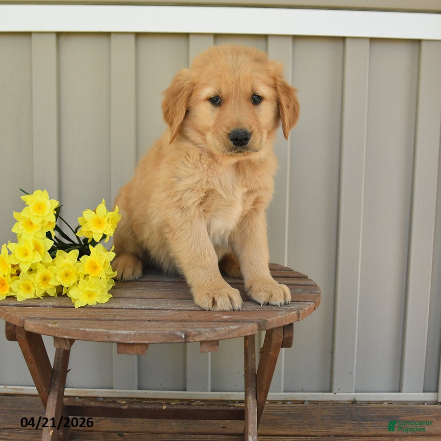 Golden Retriever dogs Murphy - Ad 1