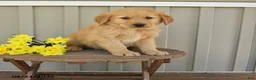 Golden Retriever dogs for sale: Murphy - Ad 1