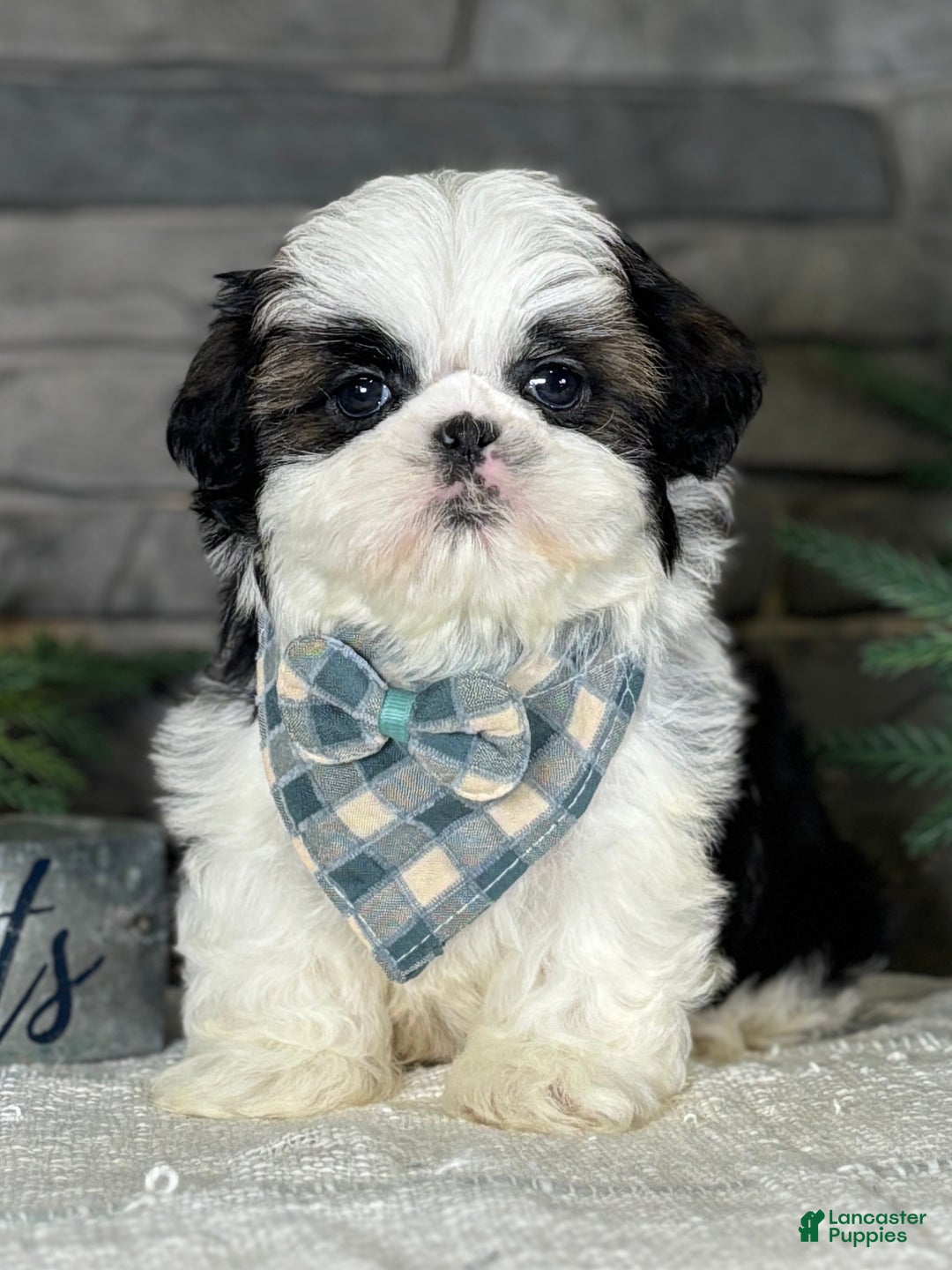 Shih Tzu dogs for sale: Spriggs - Ad 2