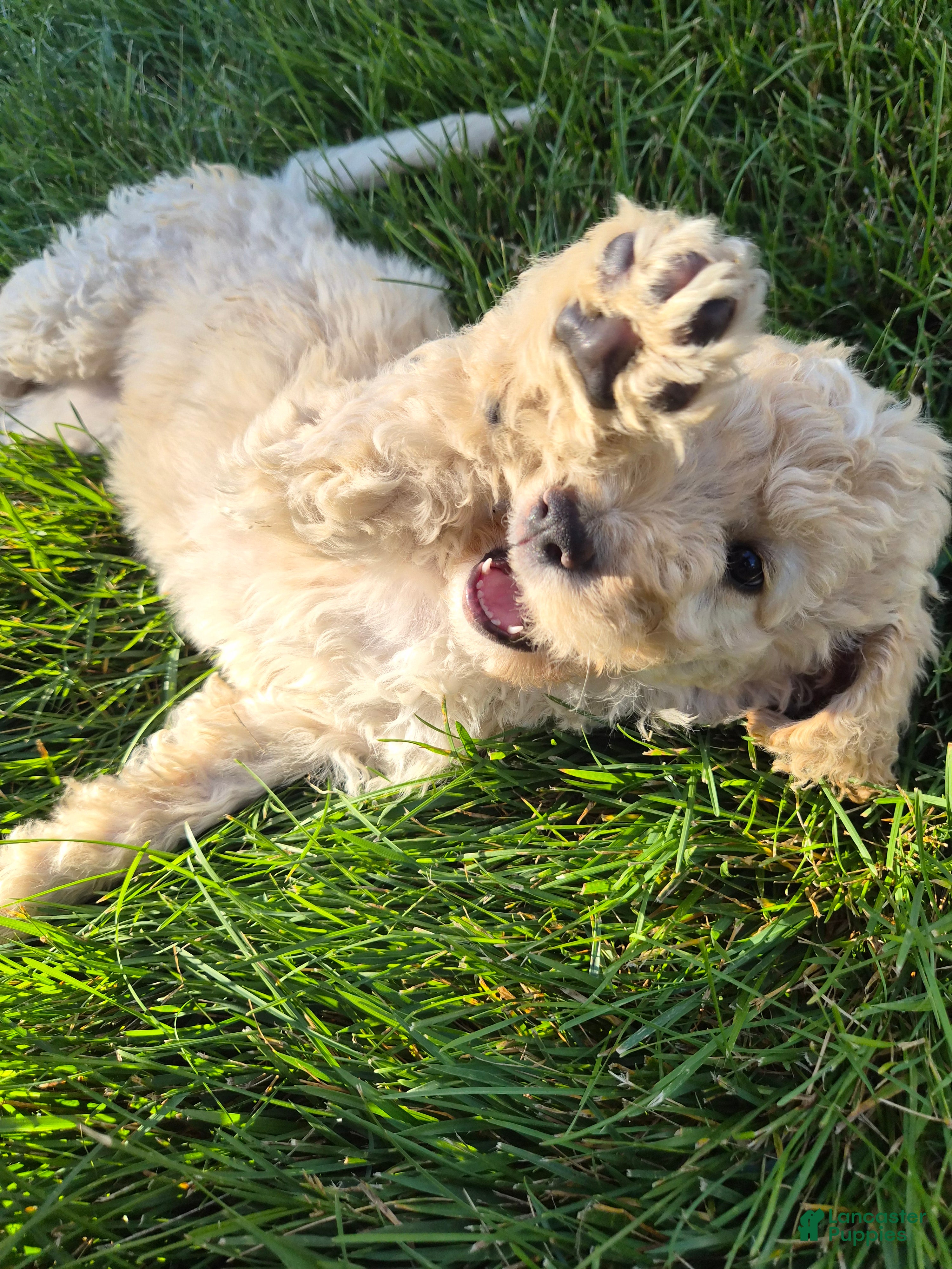 Goldendoodle dogs Banana - Ad 2