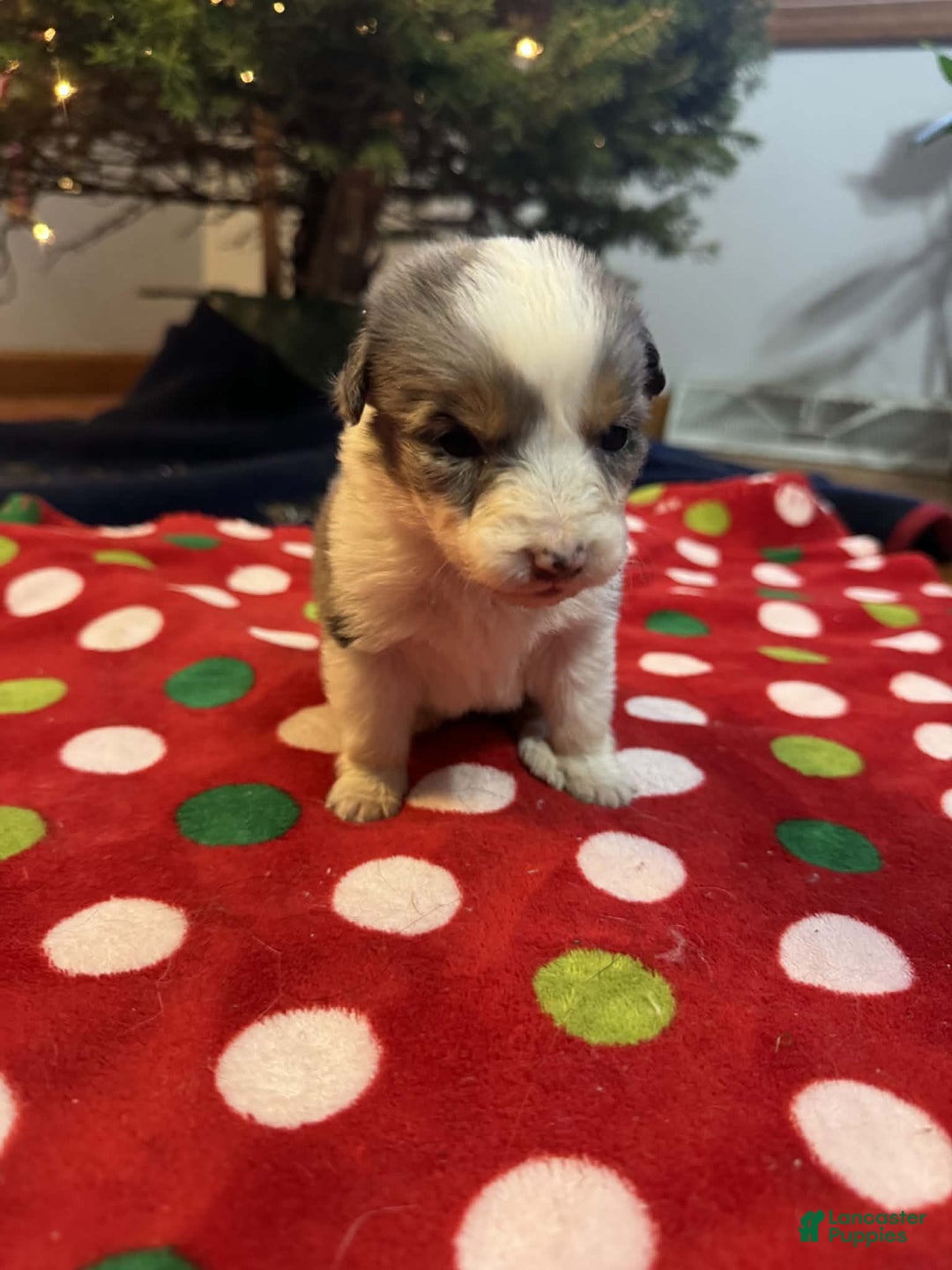Australian Shepherd dogs for sale: Aurora - Ad 1