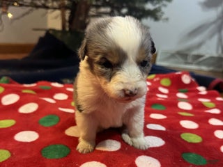 Australian Shepherd dogs Aurora - Ad 12