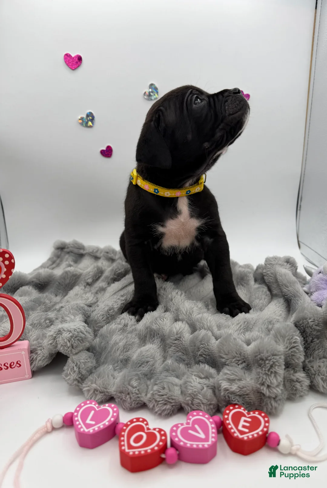 Cane Corso dogs for sale: Cane Corso Puppy 1 - Ad 7