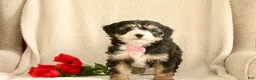 Mini Bernedoodle dogs for sale: Love-bug - Ad 5