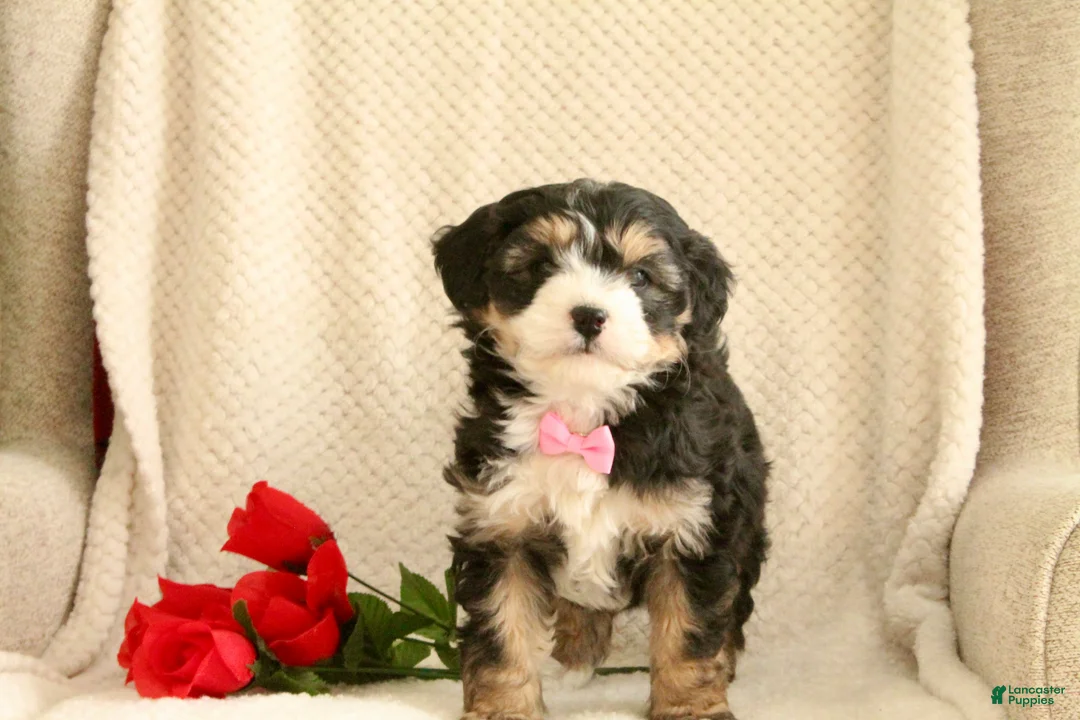 Mini Bernedoodle dogs for sale: Love-bug - Ad 5